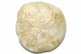 Unprepped Jurassic Sea Urchin (Clypeus) Fossil - England #325949-1